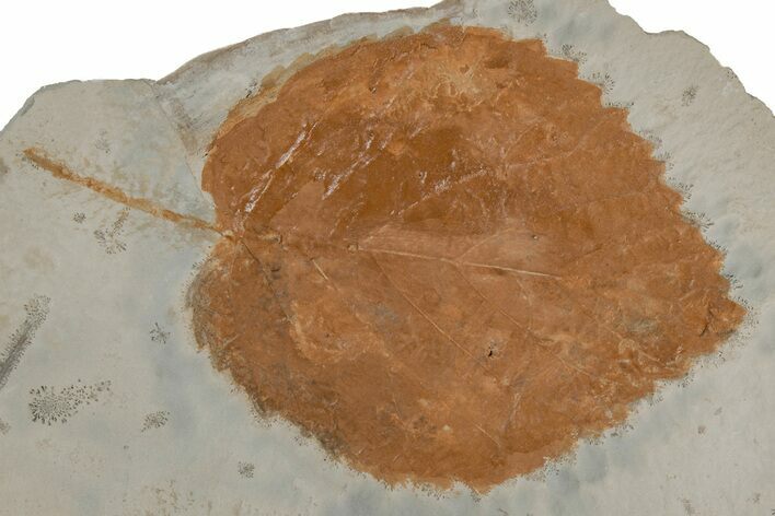 Fossil Leaf (Beringiaphyllum) - Montana #215525